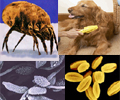 Dust mites, pet dander, mold, pollen