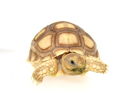 Baby Sulcata Tortoise for Adoption